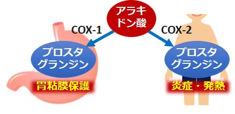 COX-1COX-2作用違い