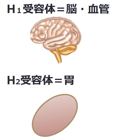 H1H2受容体