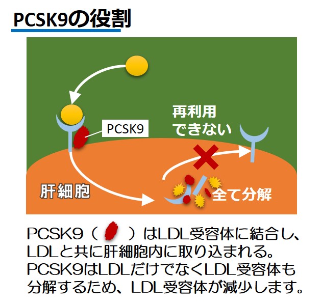 PCSK9役割