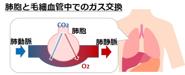 肺胞酸素二酸化炭素ガス交換呼吸