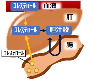 胆汁酸腸肝循環