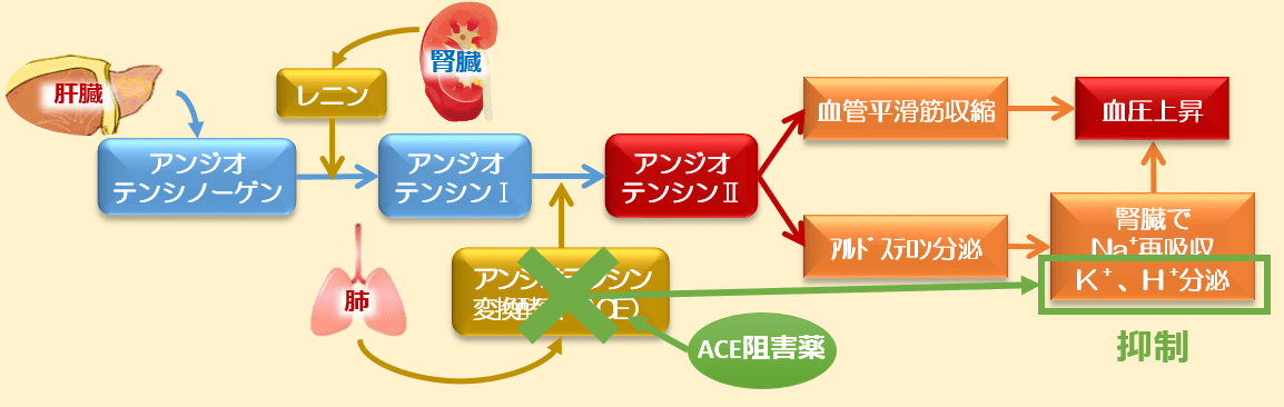 ACE阻害薬高カリウム血症